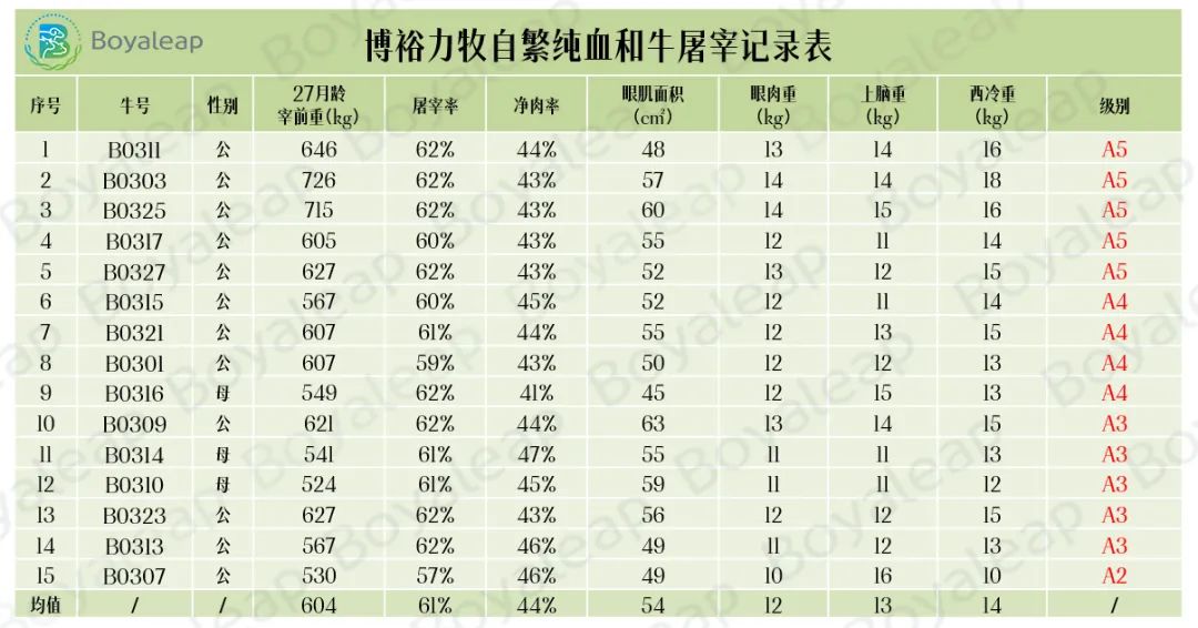 血统纯正科研饲喂 尊龙凯时基因生物纯血和牛数据全跟踪